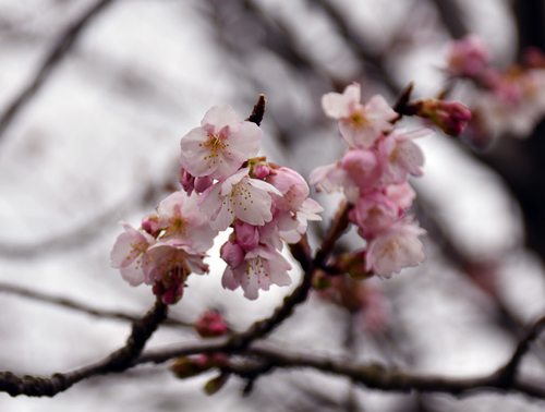 f:id:flowerTDR:20170223190222j:plain