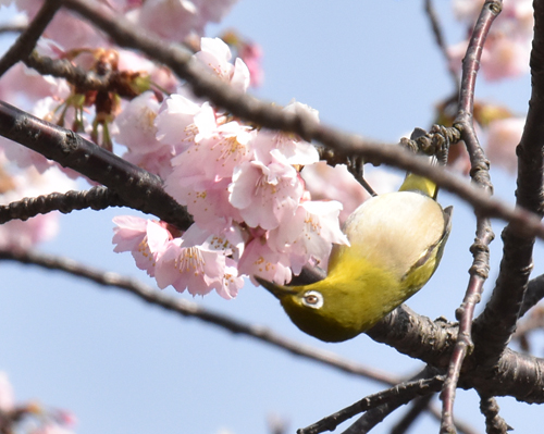 f:id:flowerTDR:20170306192852j:plain