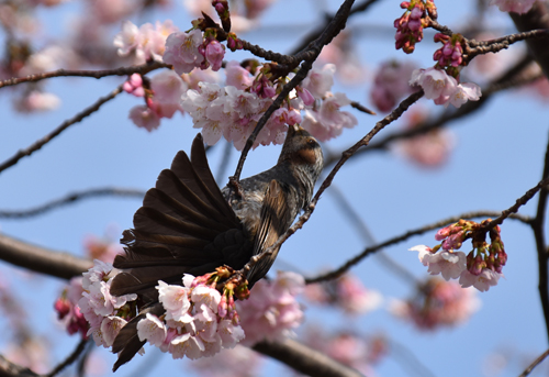 f:id:flowerTDR:20170306193349j:plain