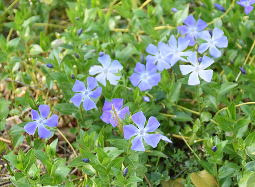 f:id:flowerTDR:20170321234042j:plain