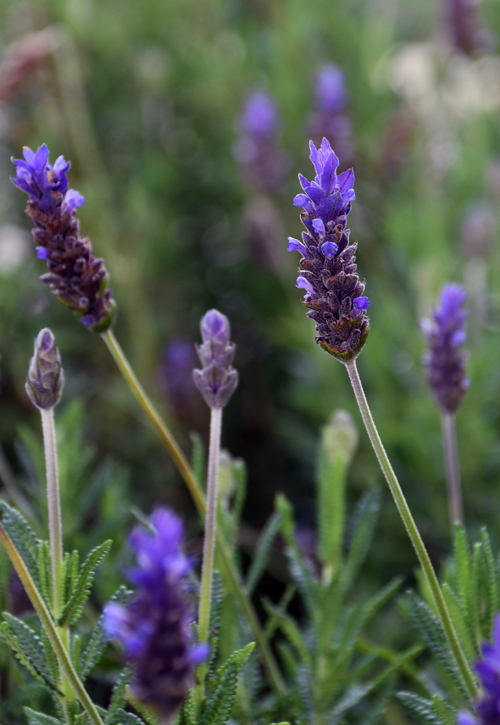 f:id:flowerTDR:20170322185315j:plain f:id:flowerTDR:20170322185315j:plain