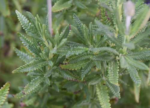 f:id:flowerTDR:20170322185325j:plain f:id:flowerTDR:20170322185325j:plain