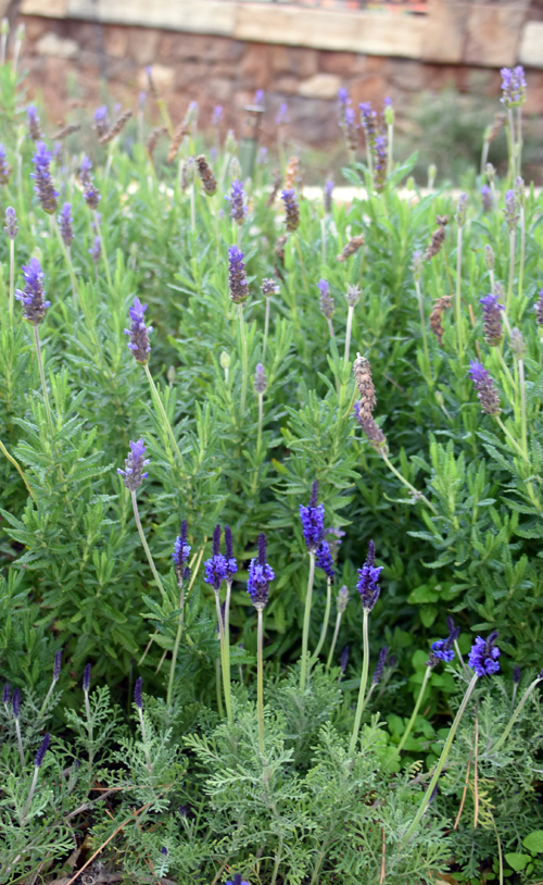 f:id:flowerTDR:20170322185527j:plain f:id:flowerTDR:20170322185527j:plain