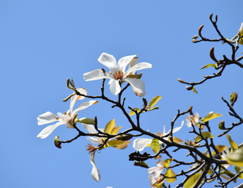 f:id:flowerTDR:20170401015627j:plain