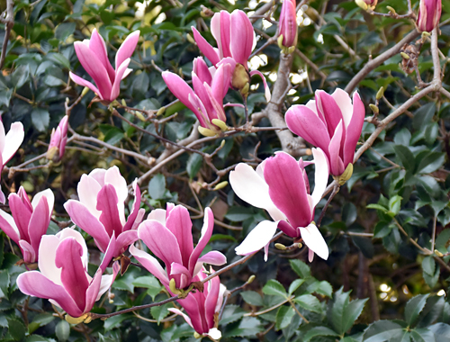 f:id:flowerTDR:20170401212936j:plain f:id:flowerTDR:20170401212936j:plain