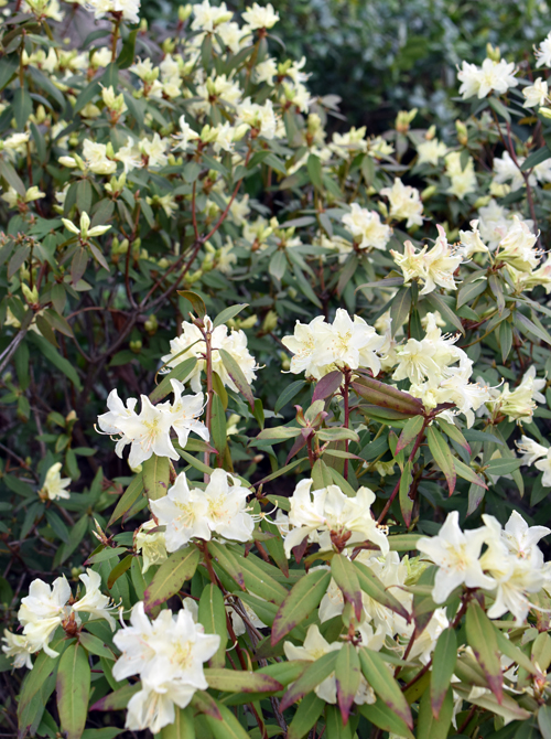 f:id:flowerTDR:20170404005714j:plain