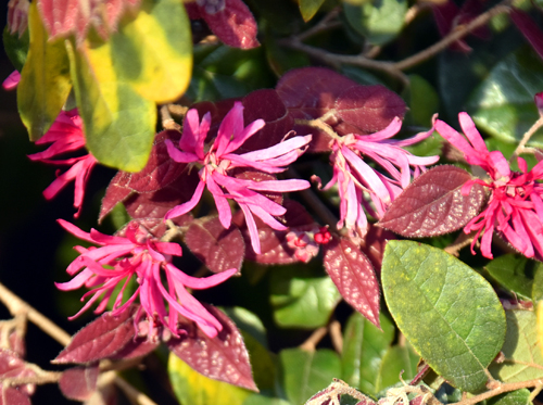 f:id:flowerTDR:20170404082624j:plain
