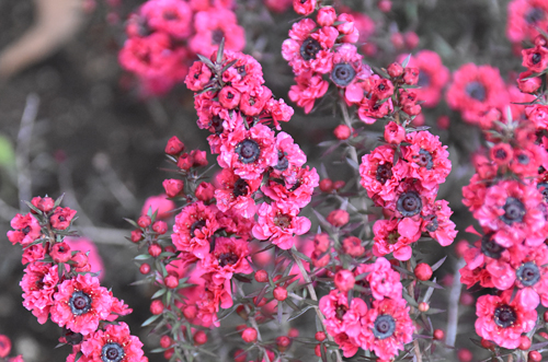 f:id:flowerTDR:20170407102950j:plain