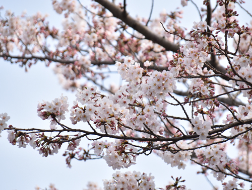 f:id:flowerTDR:20170407121635j:plain