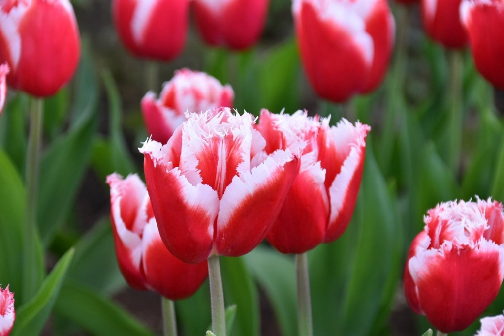 f:id:flowerTDR:20170407124548j:plain