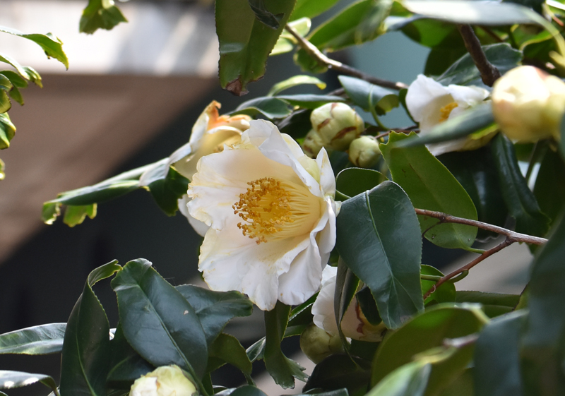 f:id:flowerTDR:20170408211149j:plain f:id:flowerTDR:20170408211149j:plain