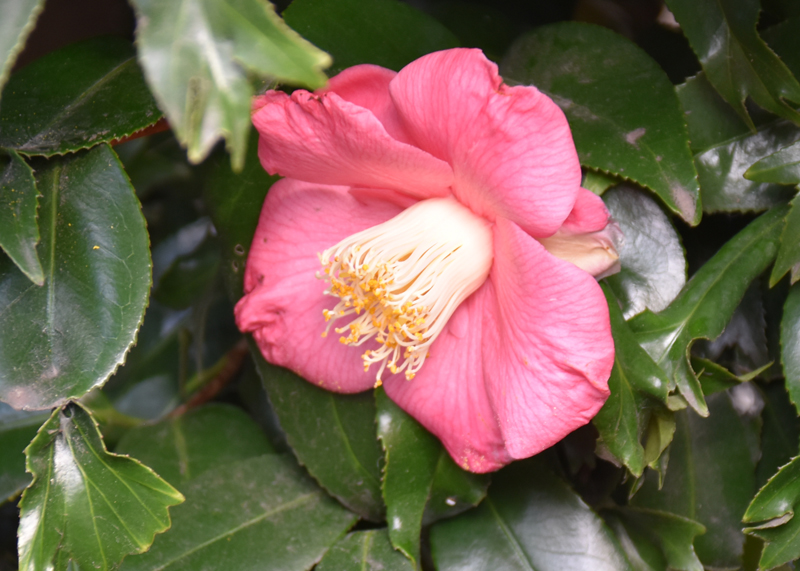 f:id:flowerTDR:20170408211156j:plain f:id:flowerTDR:20170408211156j:plain