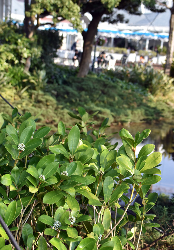 f:id:flowerTDR:20170411002107j:plain