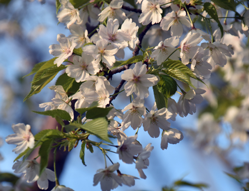 f:id:flowerTDR:20170413233631j:plain