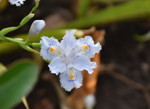 f:id:flowerTDR:20170414221310j:plain