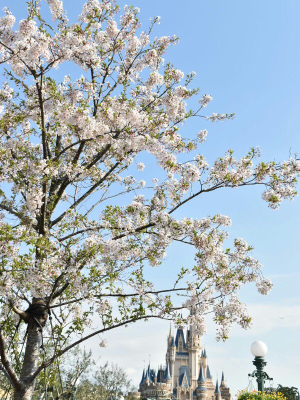 f:id:flowerTDR:20170414230941j:plain
