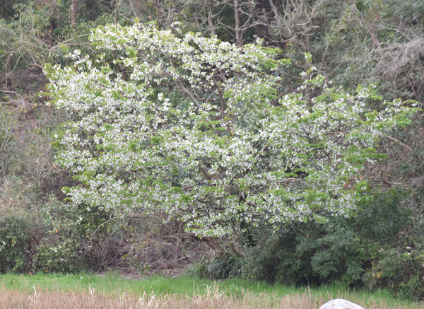 f:id:flowerTDR:20170414234124j:plain f:id:flowerTDR:20170414234124j:plain