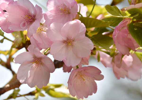 f:id:flowerTDR:20170416095921j:plain