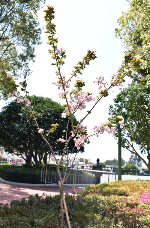 f:id:flowerTDR:20170416095926j:plain