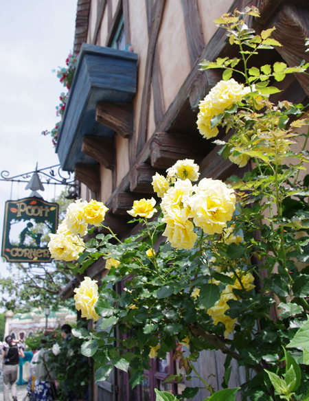 f:id:flowerTDR:20170418211215j:plain