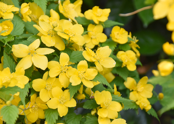 f:id:flowerTDR:20170418222125j:plain