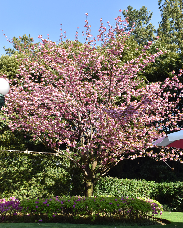 f:id:flowerTDR:20170419234205j:plain