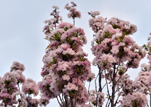 f:id:flowerTDR:20170424081038j:plain