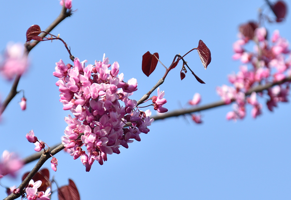 f:id:flowerTDR:20170424232846j:plain
