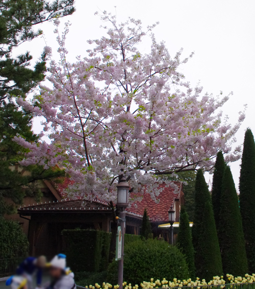 f:id:flowerTDR:20170424235306j:plain