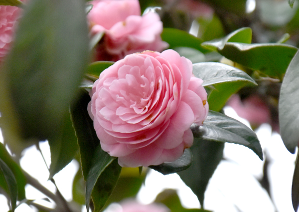 f:id:flowerTDR:20170429214528j:plain