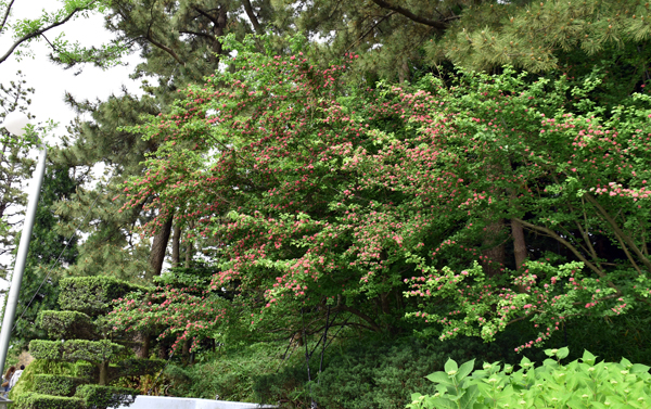 f:id:flowerTDR:20170517172656j:plain