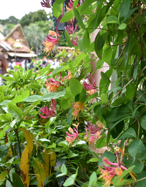 f:id:flowerTDR:20170517221857j:plain