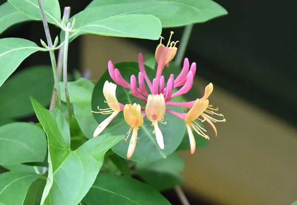 f:id:flowerTDR:20170517222304j:plain