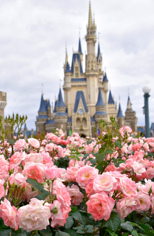 f:id:flowerTDR:20170519081823j:plain