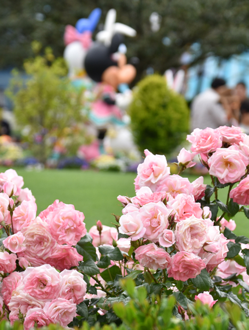 f:id:flowerTDR:20170519081842j:plain