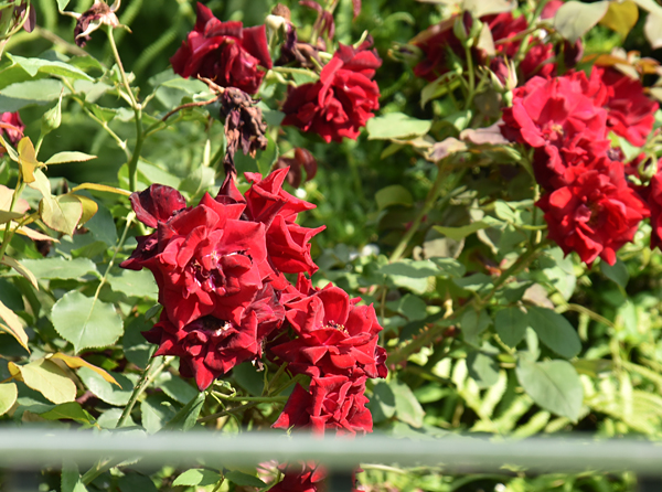 f:id:flowerTDR:20170529215026j:plain
