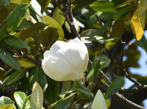 f:id:flowerTDR:20170603165539j:plain