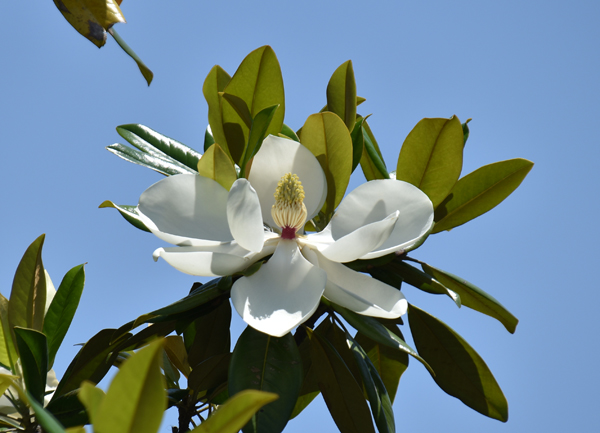 f:id:flowerTDR:20170603165547j:plain