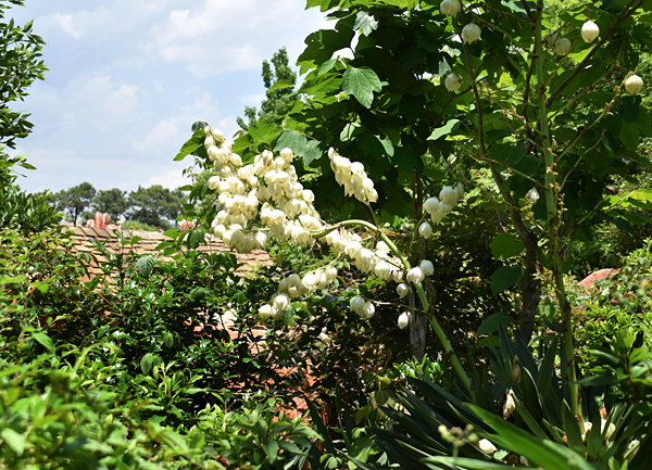 f:id:flowerTDR:20170604225811j:plain