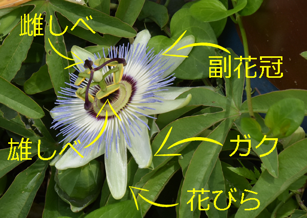 f:id:flowerTDR:20170611080029j:plain