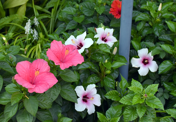 f:id:flowerTDR:20170816000812j:plain
