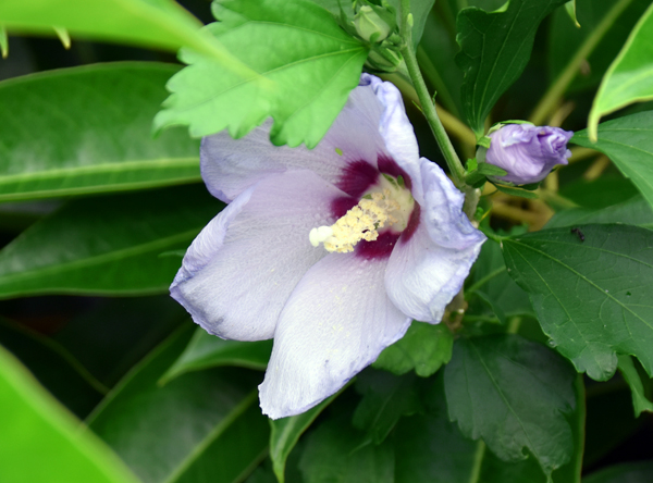 f:id:flowerTDR:20170816000830j:plain