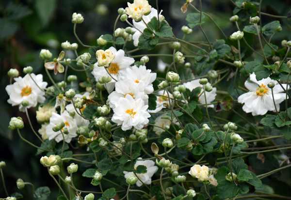 f:id:flowerTDR:20171015094901j:plain f:id:flowerTDR:20171015094901j:plain