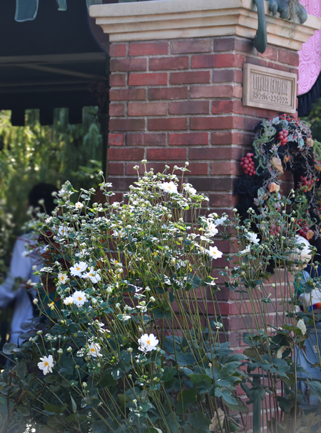 f:id:flowerTDR:20171015094909j:plain f:id:flowerTDR:20171015094909j:plain