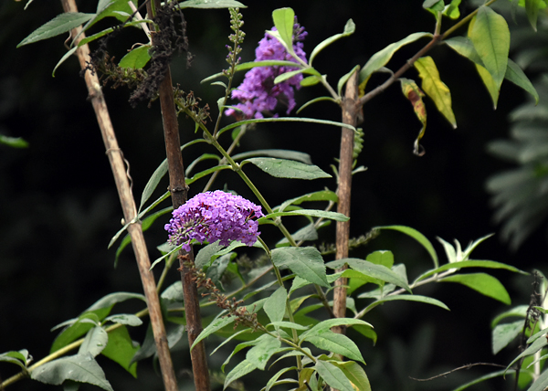 f:id:flowerTDR:20171016081217j:plain f:id:flowerTDR:20171016081217j:plain