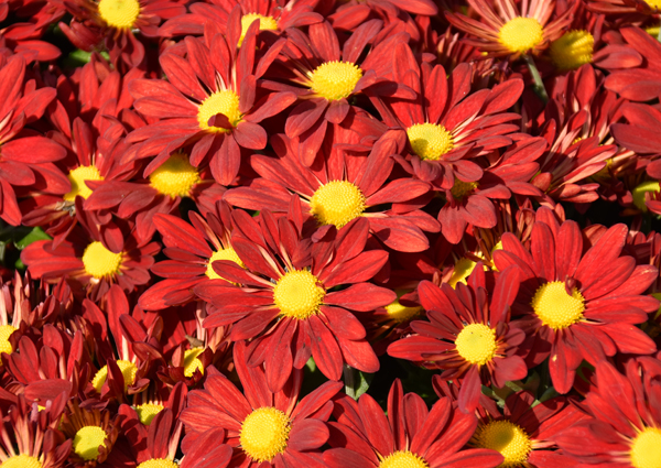 f:id:flowerTDR:20171030075126j:plain