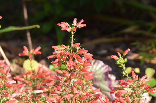 f:id:flowerTDR:20171211223423j:plain