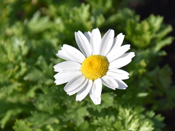 f:id:flowerTDR:20171211224917j:plain