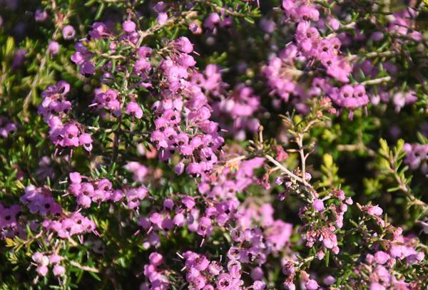 f:id:flowerTDR:20180127205802j:plain