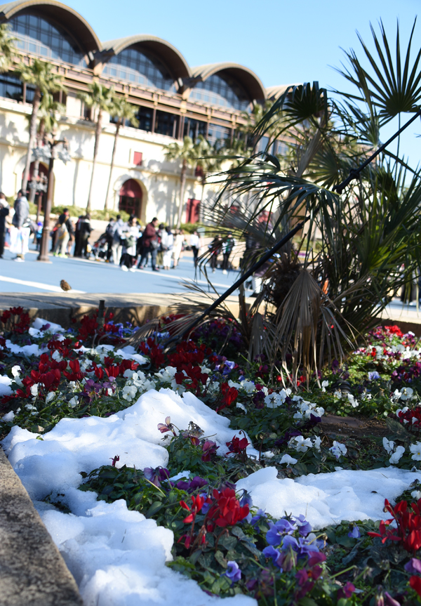 f:id:flowerTDR:20180127210525j:plain